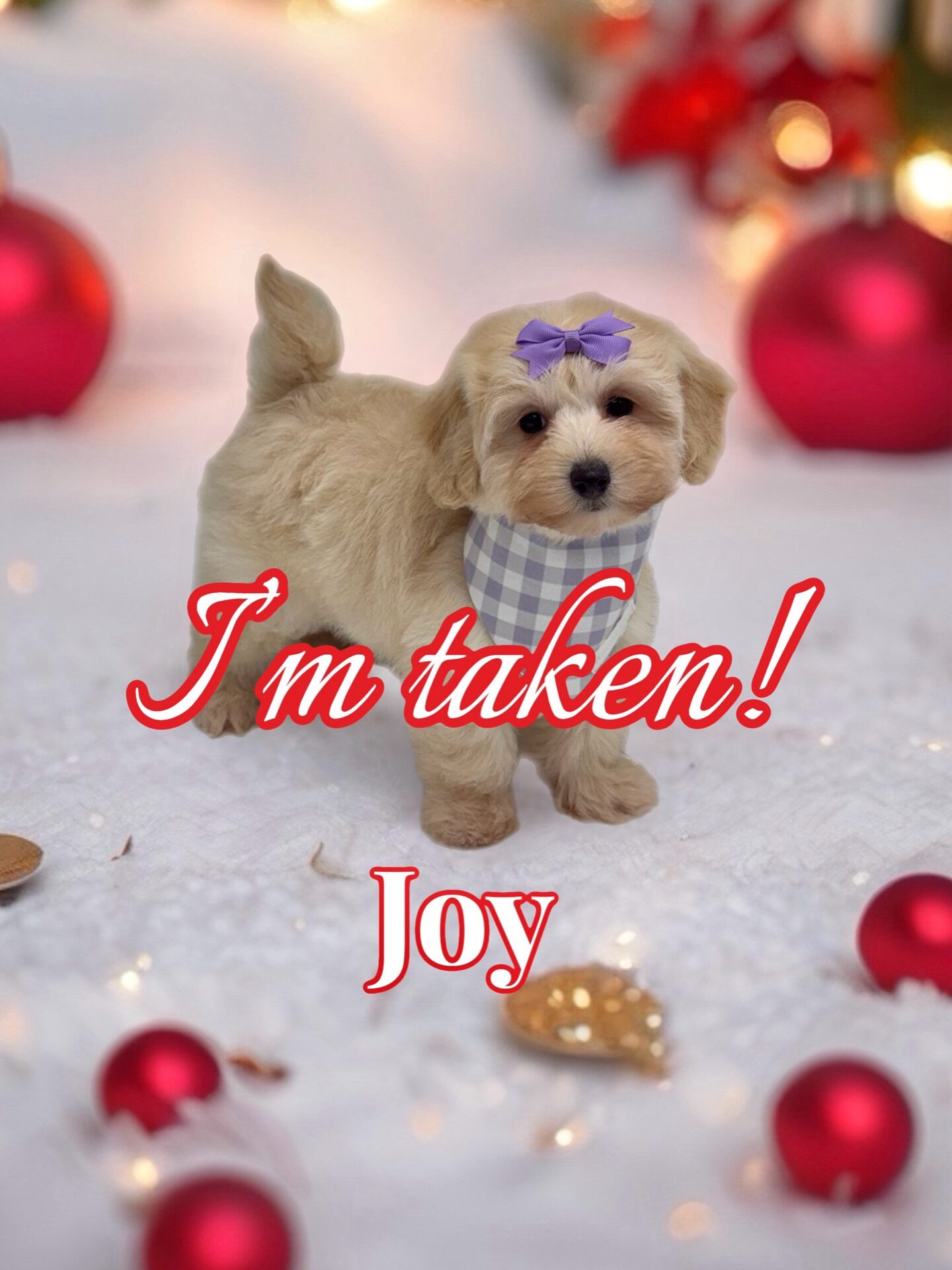 Joy - F Maltipoo Puppy - BPPP Litter --_Forever Home in Sienna- TX