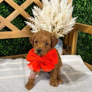 Kai - Red Apricot FBB Toy Goldendoodle Puppy - Petite Posh Puppies_