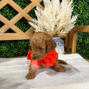 Kai - Red Apricot FBB Toy Goldendoodle Puppy - Petite Posh Puppies_