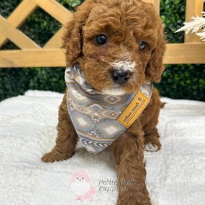 Kane Brown - FBB Toy Goldendoodle - Petite Posh Puppies_
