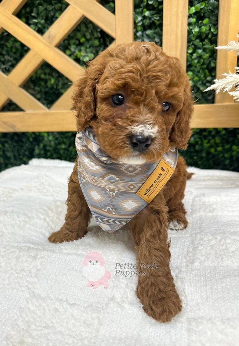 Kane Brown - FBB Toy Goldendoodle - Petite Posh Puppies_