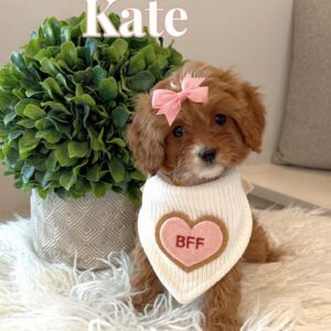 Kate - F Cavapoo Puppy - BPPP Litter --_