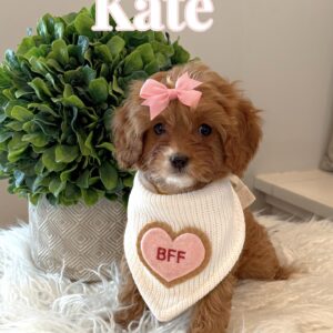 Kate - F Cavapoo Puppy - BPPP Litter --_