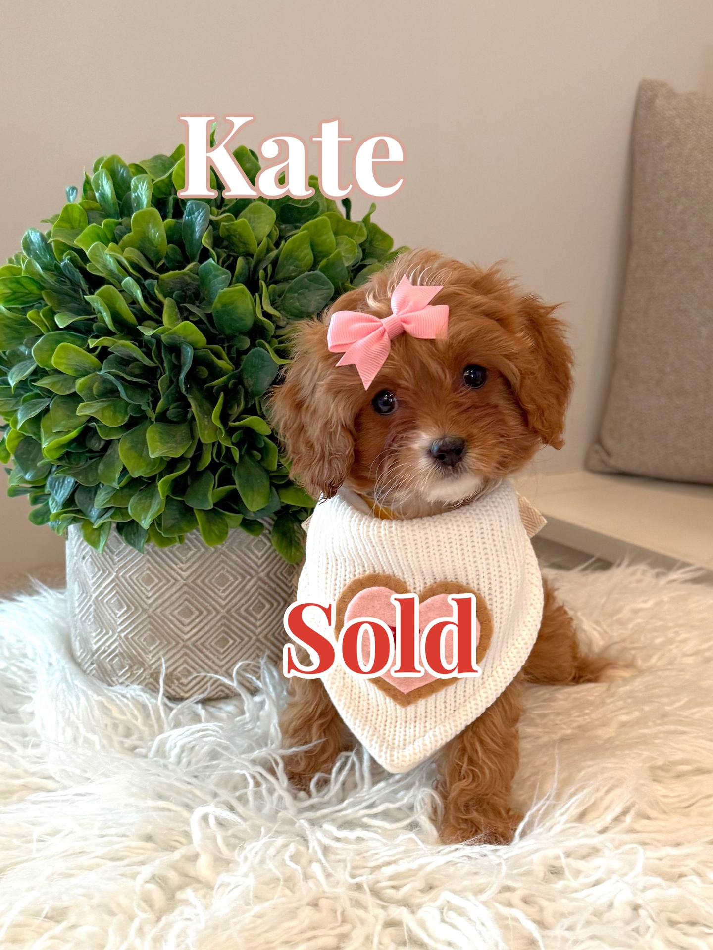 Kate - F Cavapoo Puppy - BPPP Litter --_Forever Home in Brewster- NY