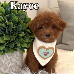 Kayce - Male CKC FB Toy Mini Goldendoodle_