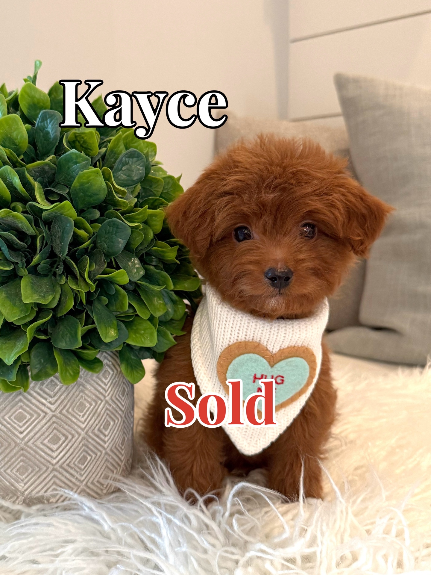 Kayce - Male CKC FB Toy Mini Goldendoodle_Forever Home in Falmouth ME