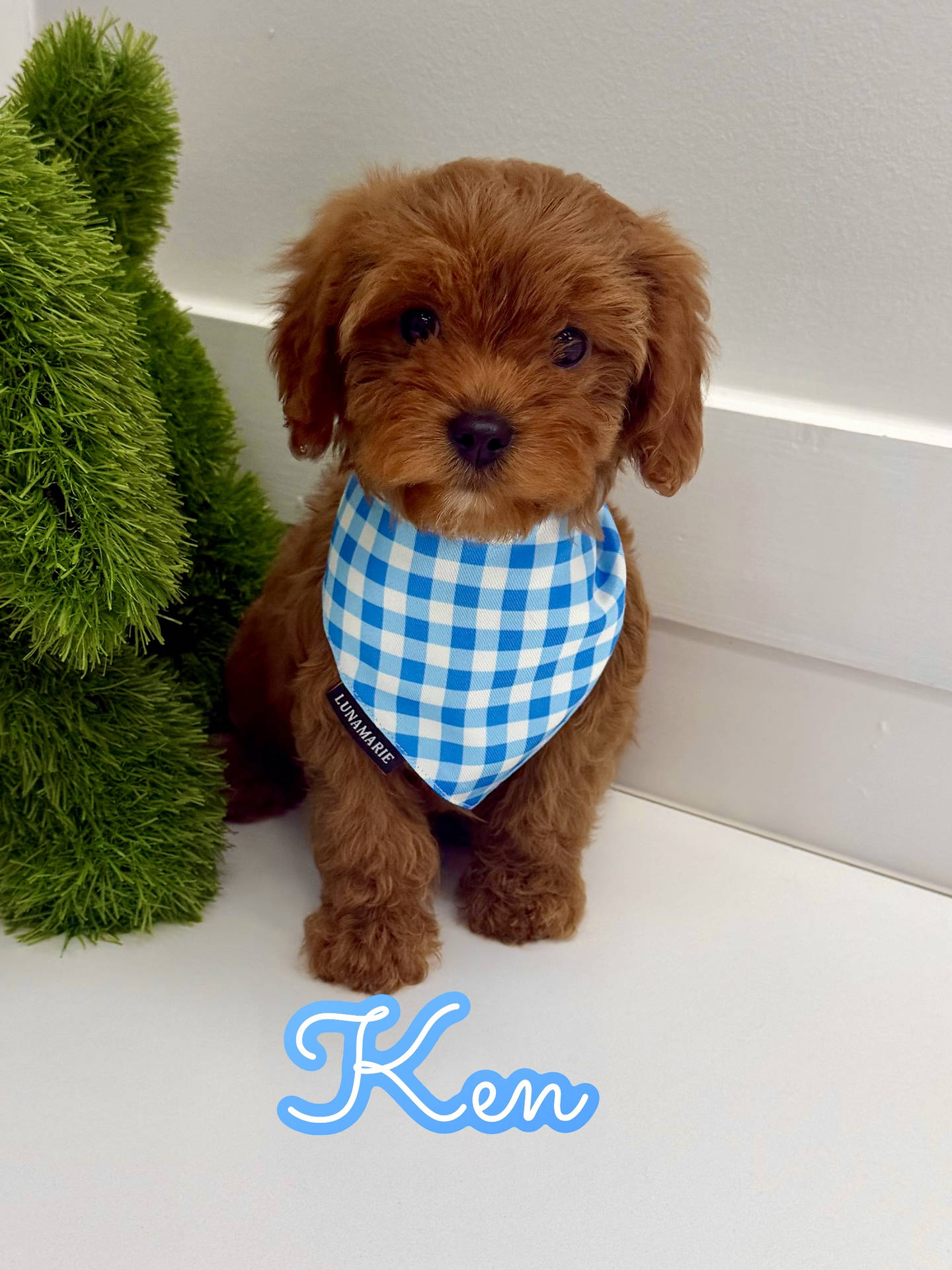 Ken - F Cavapoo Puppy - BPPP Litter --_