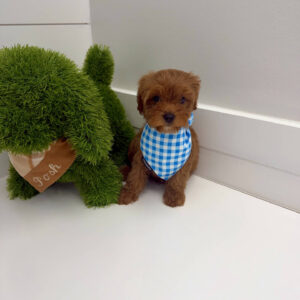 Ken - F Cavapoo Puppy - BPPP Litter --_