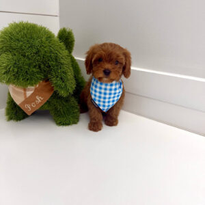 Ken - F Cavapoo Puppy - BPPP Litter --_