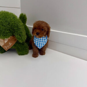 Ken - F Cavapoo Puppy - BPPP Litter --_