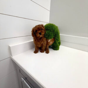 Ken - F Cavapoo Puppy - BPPP Litter --_