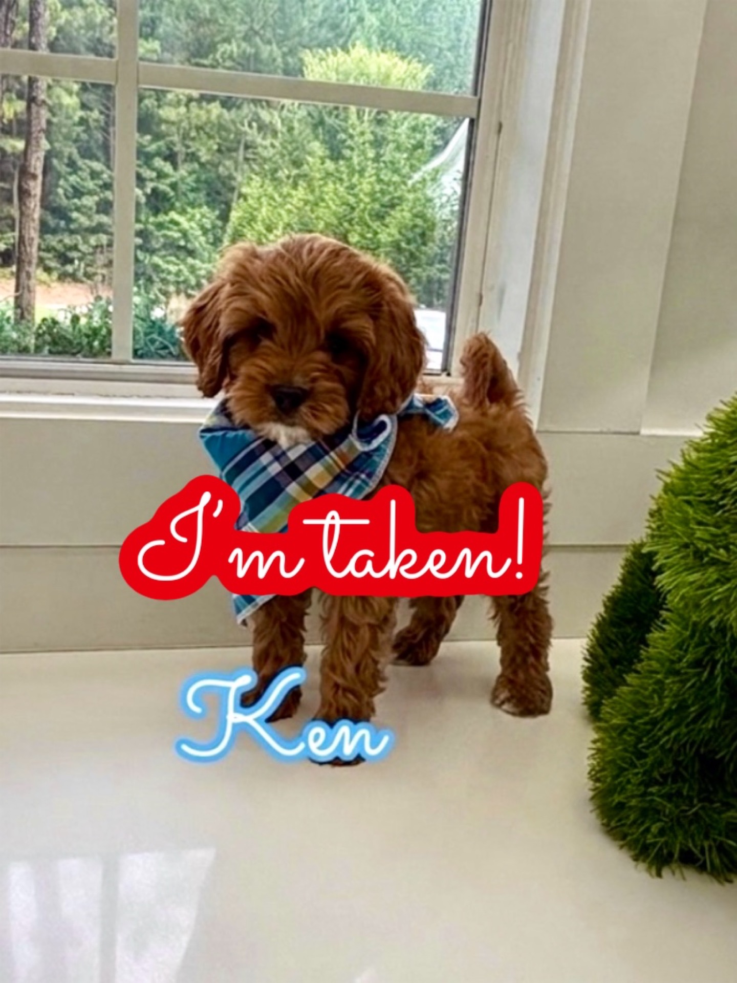 Ken - F Cavapoo Puppy - Litter -- - Forever Home in Miami- FL