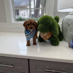Ken - F Cavapoo Puppy - Litter --_