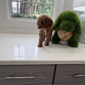 Ken - F Cavapoo Puppy - Litter --_