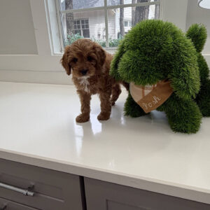 Ken - F Cavapoo Puppy - Litter --_