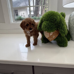 Ken - F Cavapoo Puppy - Litter --_