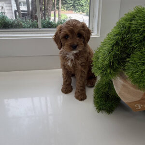 Ken - F Cavapoo Puppy - Litter --_