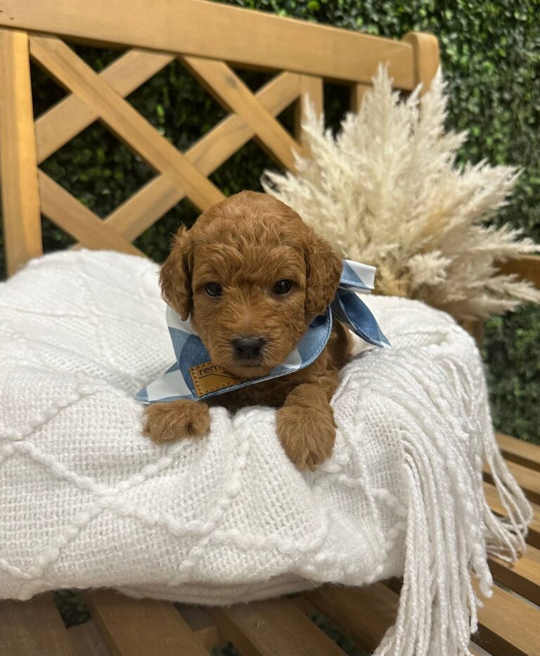 Ken - Red - FB Toy Goldendoodle - Male - Petite Posh Puppies -