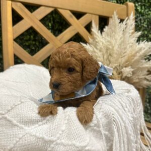 Ken - Red - FB Toy Goldendoodle - Male - Petite Posh Puppies -