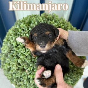 Kilimanjaro - Phantom Male CKC FB Mini Bernedoodle