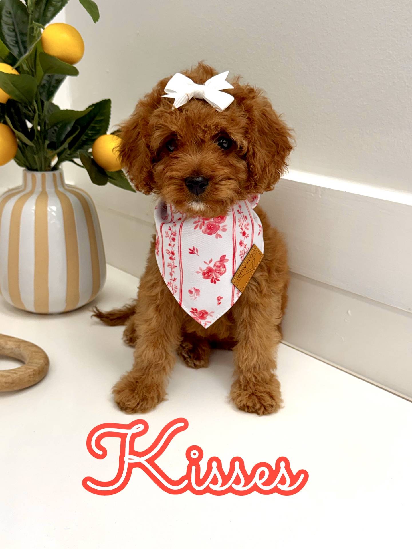 Kisses - FB Cavapoo Puppy - BPPP Litter --