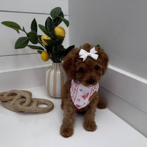Kisses - FB Cavapoo Puppy - BPPP Litter --_-