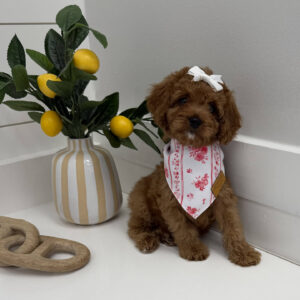 Kisses - FB Cavapoo Puppy - BPPP Litter --_-