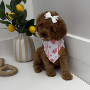 Kisses - FB Cavapoo Puppy - BPPP Litter --_-