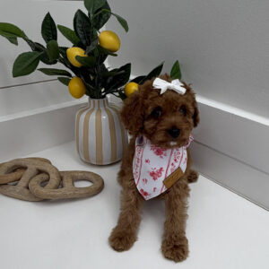Kisses - FB Cavapoo Puppy - BPPP Litter --_-