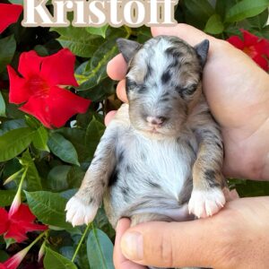 Kristoff - Blue Merle w- White Sock Feet Color Male CKC FBB Toy Micro Bernedoodle