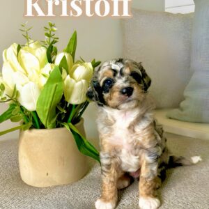 Kristoff - Blue Merle w- White Sock Feet Color Male CKC FBB Toy Micro Bernedoodle_