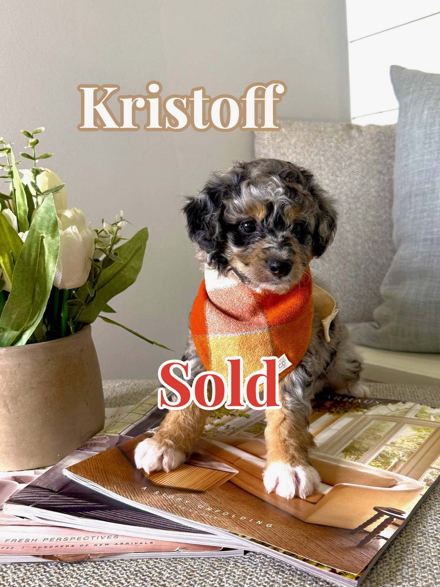 Kristoff - Blue Merle w- White Sock Feet Color Male CKC FBB Toy Micro Bernedoodle - Forever Home in Long Island- NY
