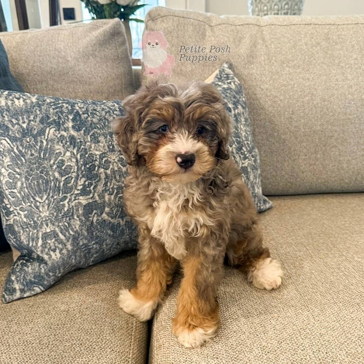 Kylie-CKC-Merle-FB-Toy-Bernedoodle-Petite-Posh-Puppies