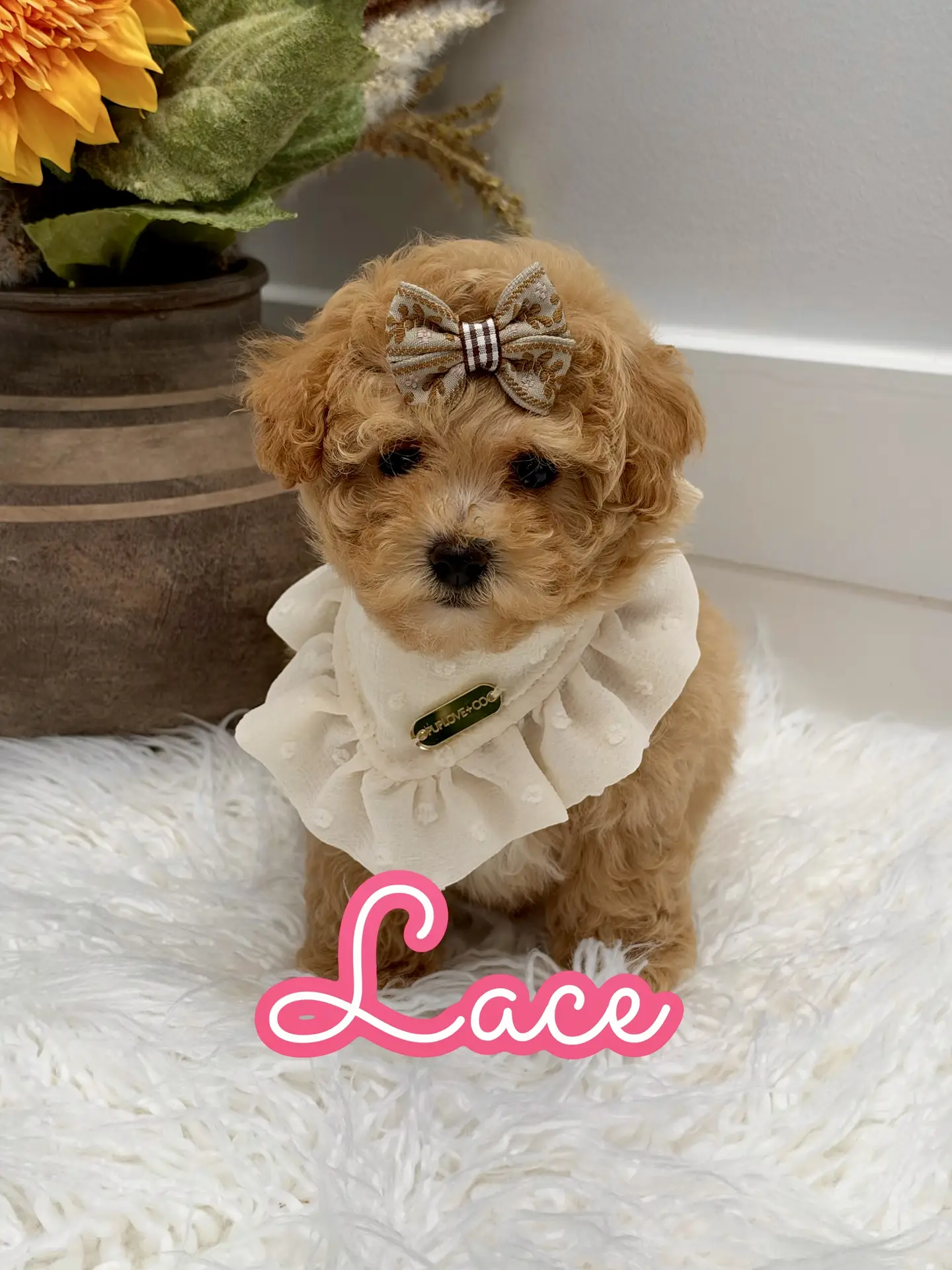 Lace - F Maltipoo Puppy - Litter --_