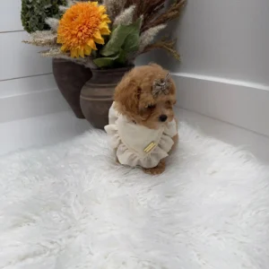 Lace - F Maltipoo Puppy - Litter --_