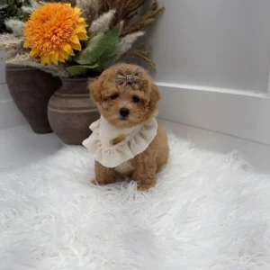 Lace - F Maltipoo Puppy - Litter --_