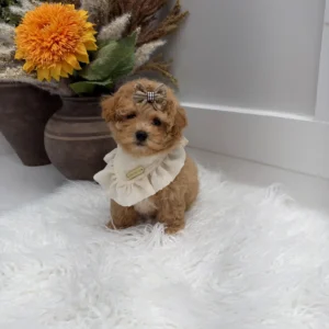 Lace - F Maltipoo Puppy - Litter --_