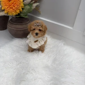 Lace - F Maltipoo Puppy - Litter --_