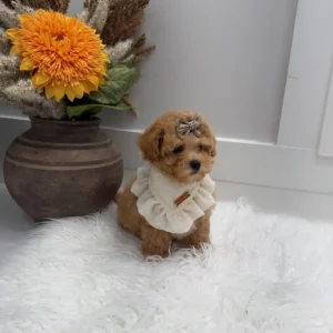 Lace - F Maltipoo Puppy - Litter --_