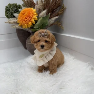 Lace - F Maltipoo Puppy - Litter --_