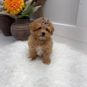 Lace - F Maltipoo Puppy - Litter --_