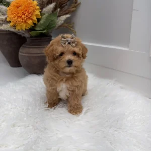 Lace - F Maltipoo Puppy - Litter --_