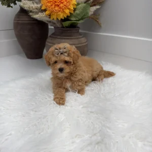 Lace - F Maltipoo Puppy - Litter --_