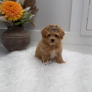 Lace - F Maltipoo Puppy - Litter --_
