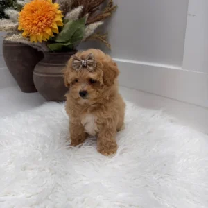 Lace - F Maltipoo Puppy - Litter --_