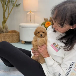 Lace - F Maltipoo Puppy - Litter --_