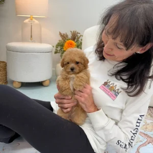 Lace - F Maltipoo Puppy - Litter --_