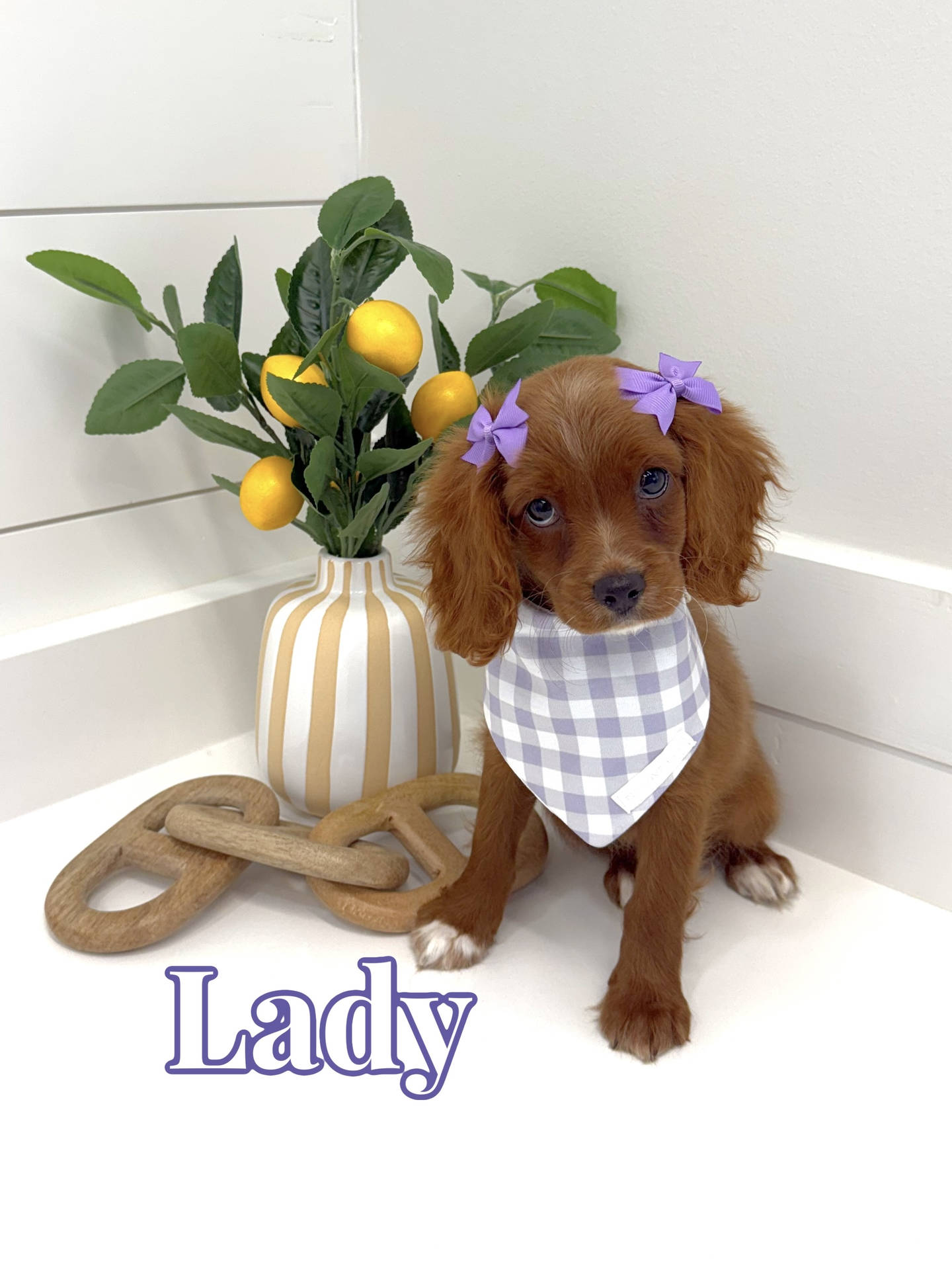 Lady - F Cavapoo - BPPP Litter --