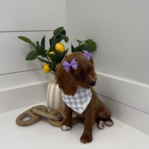Lady - F Cavapoo - BPPP Litter --_