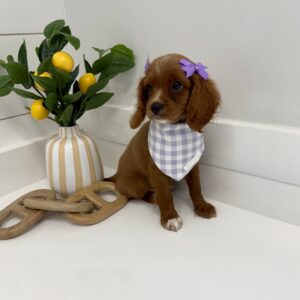 Lady - F Cavapoo - BPPP Litter --_